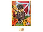 Uno, Terrier (unknown Type, Medium) For Adoption In Winchester, Kentucky