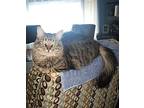 Dmh - Minnie, Domestic Longhair For Adoption In Battle Ground, Washington