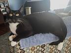 Dmh - Shrimp, Domestic Shorthair For Adoption In Battle Ground, Washington