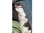 Asanga, Domestic Shorthair For Adoption In Milpitas, California