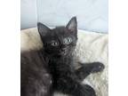 Binx, Domestic Shorthair For Adoption In Milpitas, California