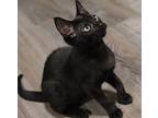Zeri, Domestic Shorthair For Adoption In Milpitas, California