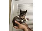 Catniss, Domestic Shorthair For Adoption In Herndon, Virginia