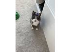 Tortie, Domestic Shorthair For Adoption In Herndon, Virginia