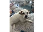 Alysia, Jack Russell Terrier For Adoption In Windsor, Colorado