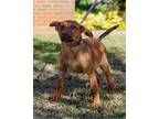 Dominic, Terrier (unknown Type, Medium) For Adoption In Stillwater, Oklahoma