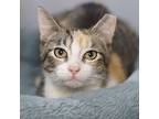 Jenny, Calico For Adoption In Richardson, Texas