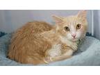 Forrest, Maine Coon For Adoption In Richardson, Texas