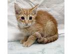 Kingston Can't Be Any Kuter! W, Tabby For Adoption In Bedford Hills, New York