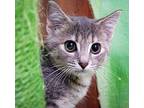 Sutton Is So Sooo Sweet!!!, Tabby For Adoption In Bedford Hills, New York