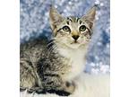 Zayden Is Our Purrfect Prince, Tabby For Adoption In Bedford Hills, New York