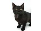 Melissa - She Cannot Be Any Cu, Bombay For Adoption In Bedford Hills, New York