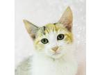 Zaelyn Is Our Purrfectly Petit, Calico For Adoption In Bedford Hills, New York