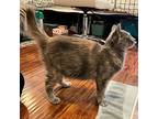 pearl:::, Domestic Longhair For Adoption In Orange, California