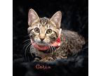 Corin, Domestic Shorthair For Adoption In Hot Springs Village, Arkansas