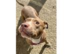 Maggie The Magnificent, American Staffordshire Terrier For Adoption In White