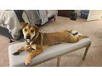 Mac (gerber Puppies), Labrador Retriever For Adoption In White Plains, New York