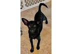 Lola, Miniature Pinscher For Adoption In Cherry Hill, New Jersey