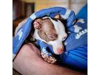 Forest (va), Rat Terrier For Adoption In Virginia Beach, Virginia