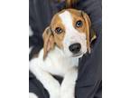 Dani - Available 11/9, Labrador Retriever For Adoption In Andover, New Jersey