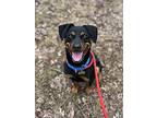 Sparky, Miniature Pinscher For Adoption In Dillsburg, Pennsylvania