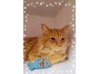 Butters, Domestic Mediumhair For Adoption In Scottsdale, Arizona