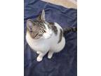 Fern Plant, Domestic Shorthair For Adoption In Chandler, Arizona