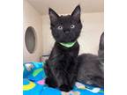 Richard, Domestic Longhair For Adoption In Atascadero, California