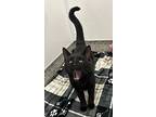 Nat King, Domestic Shorthair For Adoption In Detroit, Michigan