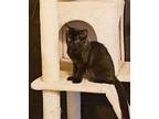 Chiffin Kitten, Domestic Mediumhair For Adoption In Chandler, Arizona