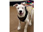 Sox, American Pit Bull Terrier For Adoption In Chico, California