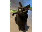 Bellini, Domestic Shorthair For Adoption In Sidney, British Columbia