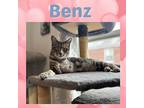 Benz - A Tripod Kitten And Ultimate Sweetheart, Domestic Shorthair For Adoption