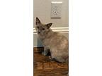 Dara, Siamese For Adoption In Fort Worth, Texas