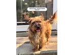 Graham Cracker, Cairn Terrier For Adoption In Wilson, North Carolina