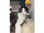 Luna, Domestic Mediumhair For Adoption In Land O Lakes, Florida