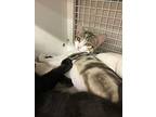 Lilly, Domestic Shorthair For Adoption In Land O Lakes, Florida