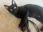 Sailor, Domestic Shorthair For Adoption In Plymouth, Minnesota