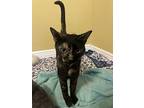 Koda, Domestic Shorthair For Adoption In The Woodlands, Texas