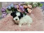 Josie shih purpl