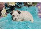Josie-Shih Blue