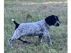 German Shorthaired Pointer PUPPY FOR SALE ADN-845570 - AKC Bird dogs for sale