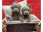 Labrador Retriever PUPPY FOR SALE ADN-845410 - Christmas Babies