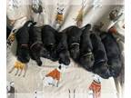 German Shepherd Dog PUPPY FOR SALE ADN-845532 - K Litter