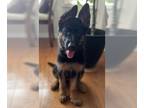 German Shepherd Dog PUPPY FOR SALE ADN-845517 - HOUSEBROKEN and HEALTHY