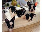 French Bulldog PUPPY FOR SALE ADN-845501 - Rare White and Brindle AKC French