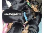 Yorkshire Terrier PUPPY FOR SALE ADN-845493 - Puppies Searching for there