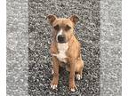 American Staffordshire Terrier PUPPY FOR SALE ADN-845492 - American