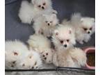 Pomeranian PUPPY FOR SALE ADN-845482 - White Pomeranians