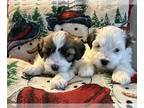 Poo-Ton PUPPY FOR SALE ADN-845403 - Pooton